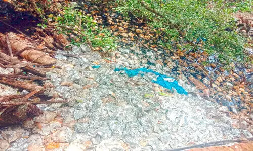 കണ്ടൽകാടുകളിൽ മാലിന്യം തള്ളൽ; നടപടിയുമായി എൻഫോഴ്സ്മെൻറ്  സ്‌ക്വാഡ്