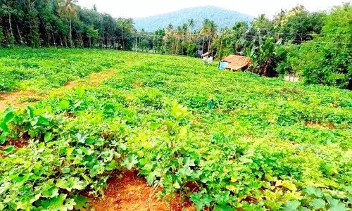 റബറിനെ കൈവിട്ടു; റംബുട്ടാനിലേക്ക് വഴിമാറി ബേബി റബറിനെ കൈവിട്ടു; റംബുട്ടാനിലേക്ക് വഴിമാറി ബേബി