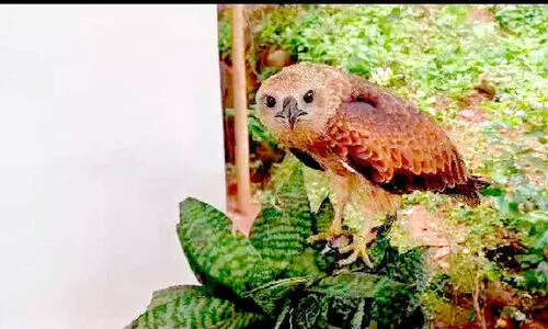 മ​ണി​ക്കു​ട്ട​ൻ, റ​ഫീ​ഖി​ന്റെ വീ​ട്ടി​ലെ ക​രു​ത്തു​റ്റ കാ​വ​ൽ​ക്കാ​ര​ൻ