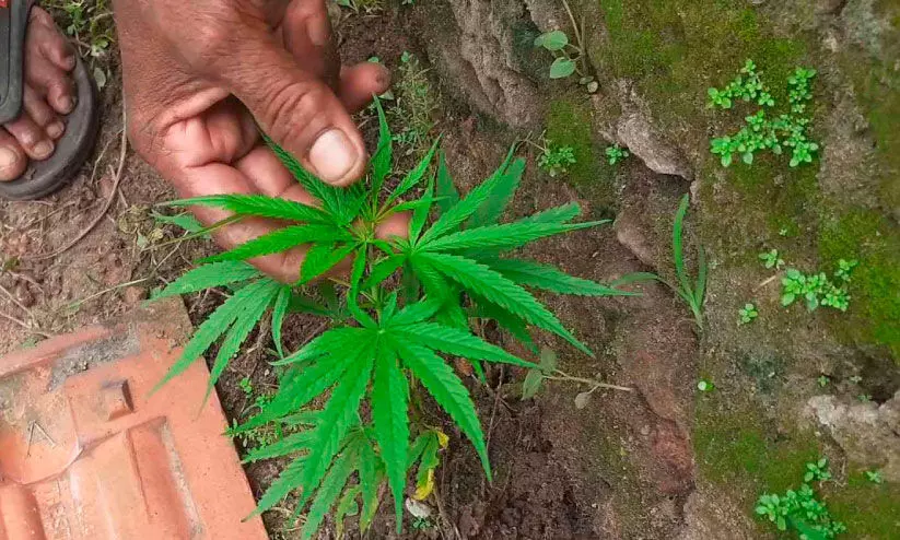 റോഡരികിൽ കഞ്ചാവുചെടി കണ്ടെത്തി; നീ​ല​ച്ച​ട​യ​ൻ ഇ​ന​മാണെന്ന് പ്രാഥമിക നിഗമനം