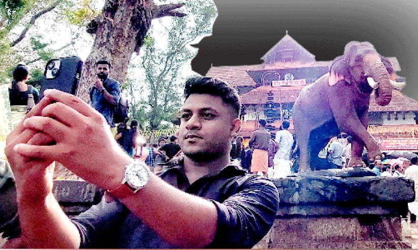 Elephants without decorations.