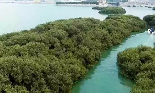 ക​ണ്ട​ൽ​ച്ചെ​ടി​ക​ളു​ടെ എ​ണ്ണം നാ​ലി​ര​ട്ടി​യാ​ക്കു​മെ​ന്ന് കൃ​ഷി​മ​ന്ത്രി