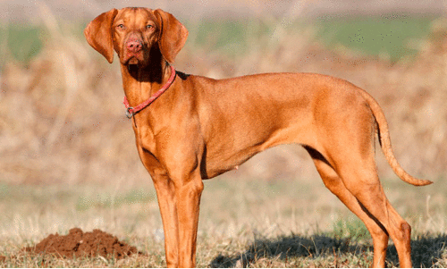 ബൈക്കിന് കുറുകെ തെരുവുനായ് ചാടി; പിതാവിനും മകൾക്കും പരിക്ക്