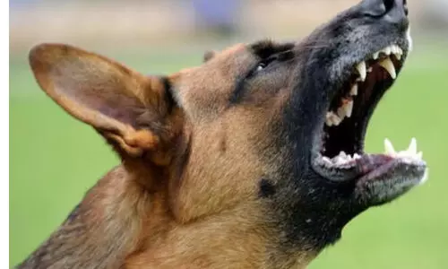 മാമ്പള്ളി തീരത്ത് നവജാത ശിശുവിന്റെ മൃതദേഹം കരക്കടിഞ്ഞു: തെരുവ്നായകൾ കടിച്ചു വലിച്ചു