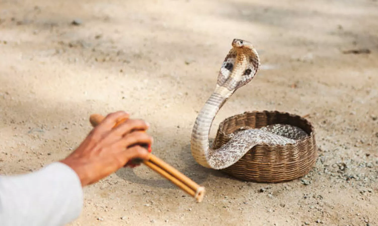 പാമ്പാട്ടിക്ക് ക്വട്ടേഷൻ നൽകി കാമുകനെ കൊലപ്പെടുത്തി; യുവതി ഒളിവിൽ