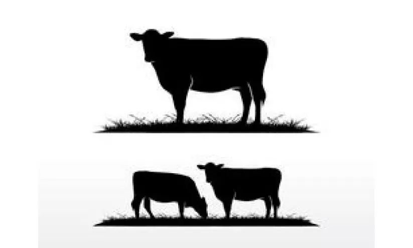 കരിമുകൾ-അമ്പലമുകൾ റോഡിൽ; വാഹന യാത്രികർക്ക് ഭീഷണിയായി കന്നുകാലികൾ കരിമുകൾ-അമ്പലമുകൾ റോഡിൽ; വാഹന യാത്രികർക്ക് ഭീഷണിയായി കന്നുകാലികൾ