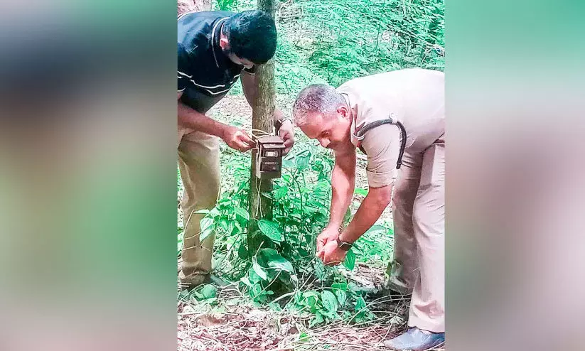 കണ്ണിമലയില്‍ പുലി തന്നെ; കാമറയില്‍ ‘കുടുങ്ങി’
