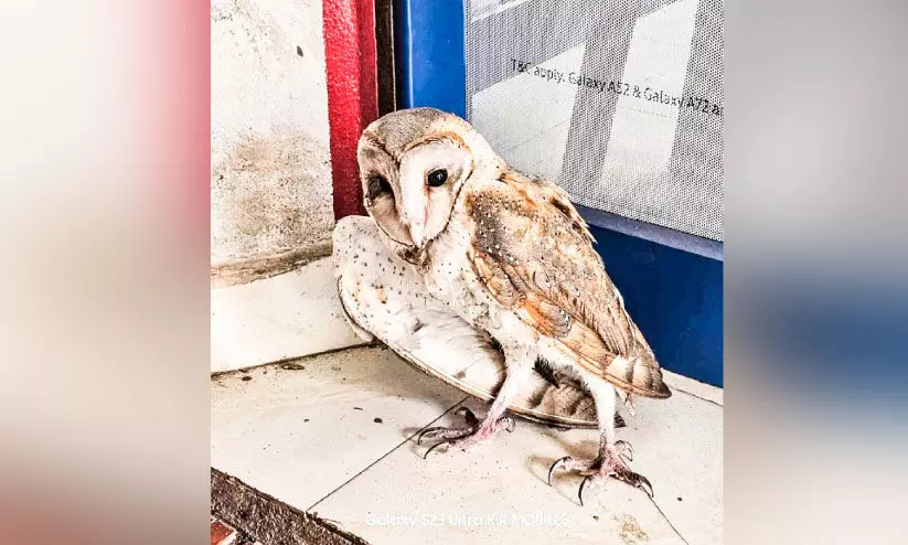 കടയുടെ ഷട്ടറിൽ കുരുങ്ങി വെള്ളിമൂങ്ങ