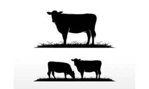 കരിമുകൾ-അമ്പലമുകൾ റോഡിൽ; വാഹന യാത്രികർക്ക് ഭീഷണിയായി കന്നുകാലികൾ