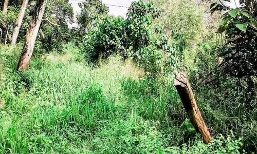 തെരുവുനായ്ക്കളുടെയും ഇഴജന്തുക്കളുടെയും വിഹാരകേന്ദ്രമായി കെ.ഐ.പി കനാൽ