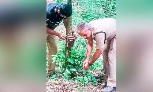 കണ്ണിമലയില്‍ പുലി തന്നെ; കാമറയില്‍ ‘കുടുങ്ങി’