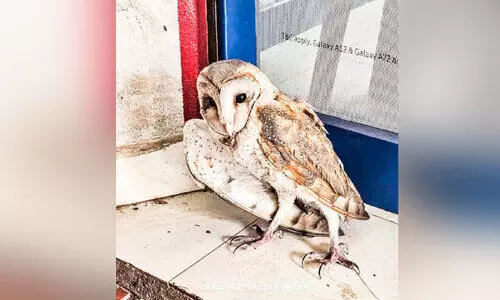 കടയുടെ ഷട്ടറിൽ കുരുങ്ങി വെള്ളിമൂങ്ങ