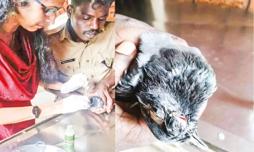 കാക്കയുടെ ആക്രമണത്തിൽ പ്രാവിന് പരിക്കേറ്റു; അഭയമേകി അഗ്നിരക്ഷസേന കാക്കയുടെ ആക്രമണത്തിൽ പ്രാവിന് പരിക്കേറ്റു; അഭയമേകി അഗ്നിരക്ഷസേന