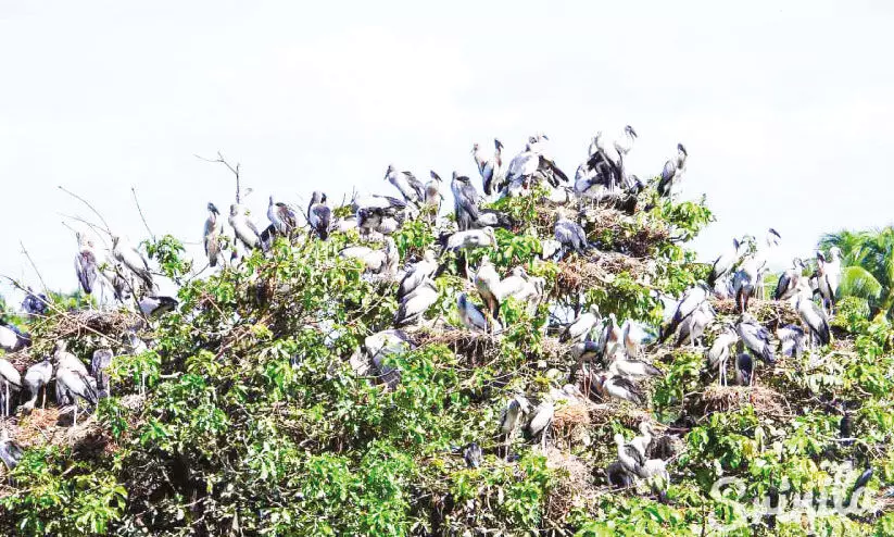 സുരക്ഷ ശക്തമാക്കിവനം വകുപ്പ്പസുരക്ഷ ശക്തമാക്കിവനം വകുപ്പ്ല്ലാർപാടത്ത് ചേരാ കൊക്കുകൾ വീണ്ടും കൂടൊരുക്കാനെത്തി സുരക്ഷ ശക്തമാക്കിവനം വകുപ്പ്പസുരക്ഷ ശക്തമാക്കിവനം വകുപ്പ്ല്ലാർപാടത്ത് ചേരാ കൊക്കുകൾ വീണ്ടും കൂടൊരുക്കാനെത്തി