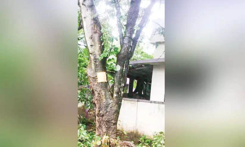 ഭീഷണിയായ മരങ്ങൾ മുറിച്ചുനീക്കണമെന്ന് പഞ്ചായത്ത്; പണമില്ലെന്ന് പൊതുമരാമത്ത്