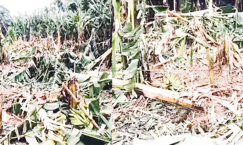 വിടാതെ വന്യജീവികൾ, കാലംതെറ്റിയ കാലാവസ്ഥ കണ്ണീർപാടത്ത് കർഷകർ വിടാതെ വന്യജീവികൾ, കാലംതെറ്റിയ കാലാവസ്ഥ കണ്ണീർപാടത്ത് കർഷകർ