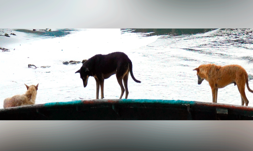 12,000 stray dogs 12,000 stray dogs