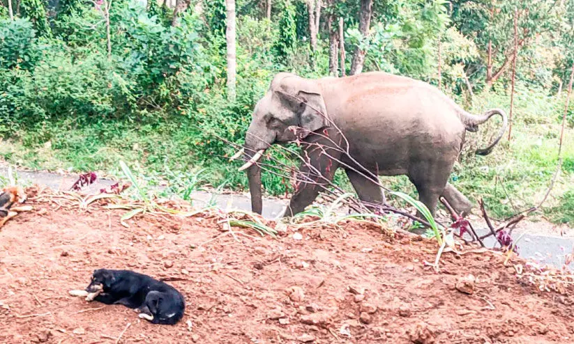 വനംവകുപ്പ് ഉദ്യോഗസ്ഥർ നടപടി സ്വീകരിക്കുന്നില്ലെന്ന്; നാട്​ നിറഞ്ഞ്​ കാട്ടാനകൾ