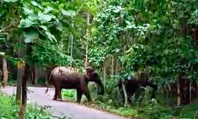 wild elephants wild elephants