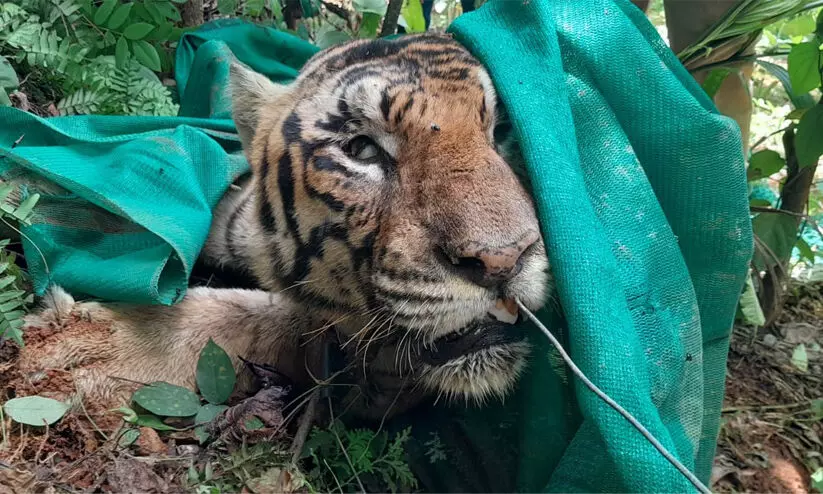 കടുവ പുരയിടത്തിൽ ചത്ത നിലയിൽ കടുവ പുരയിടത്തിൽ ചത്ത നിലയിൽ