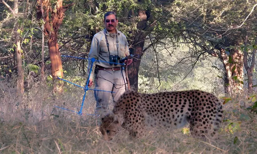 ‘രാജസ്ഥാനിലേക്ക് മാറ്റിക്കൂടേ, എന്തുകൊണ്ടാണ് ഇതൊരു അഭിമാന പ്രശ്നമാവുന്നത്’; ചീറ്റകൾ ചാവുന്നതില്‍ ആശങ്ക പ്രകടിപ്പിച്ച് സുപ്രീം കോടതി