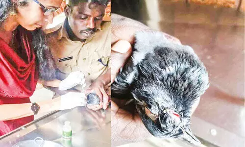 കാക്കയുടെ ആക്രമണത്തിൽ പ്രാവിന് പരിക്കേറ്റു; അഭയമേകി അഗ്നിരക്ഷസേന