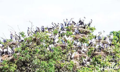 സു​ര​ക്ഷ ശ​ക്ത​മാ​ക്കിവ​നം വ​കു​പ്പ്പസു​ര​ക്ഷ ശ​ക്ത​മാ​ക്കിവ​നം വ​കു​പ്പ്​ല്ലാ​ർ​പാ​ട​ത്ത് ചേ​രാ കൊ​ക്കു​ക​ൾ വീ​ണ്ടും കൂ​ടൊ​രു​ക്കാ​നെ​ത്തി