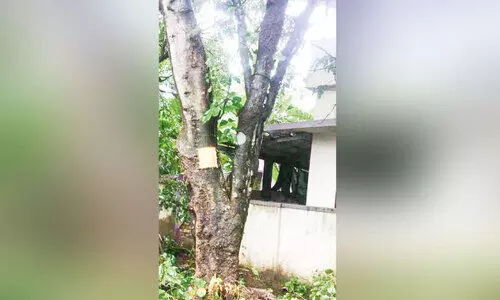 ഭീഷണിയായ മരങ്ങൾ മുറിച്ചുനീക്കണമെന്ന് പഞ്ചായത്ത്; പണമില്ലെന്ന് പൊതുമരാമത്ത്