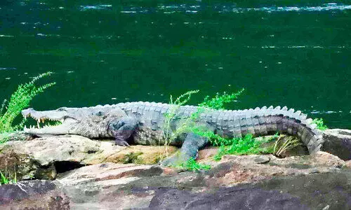 വിനോദസഞ്ചാര കേന്ദ്രങ്ങളിൽ ഭീതിപരത്തി ചീങ്കണ്ണികൾ