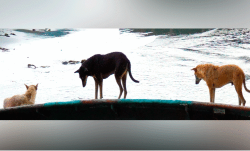 12,000 stray dogs 12,000 stray dogs