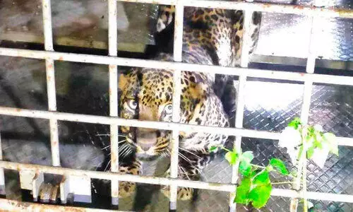 നാടിനെ ഭീതിയിലാക്കിയ പുലി വലയിൽ