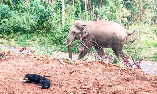 വനംവകുപ്പ് ഉദ്യോഗസ്ഥർ നടപടി സ്വീകരിക്കുന്നില്ലെന്ന്; നാട്​ നിറഞ്ഞ്​ കാട്ടാനകൾ