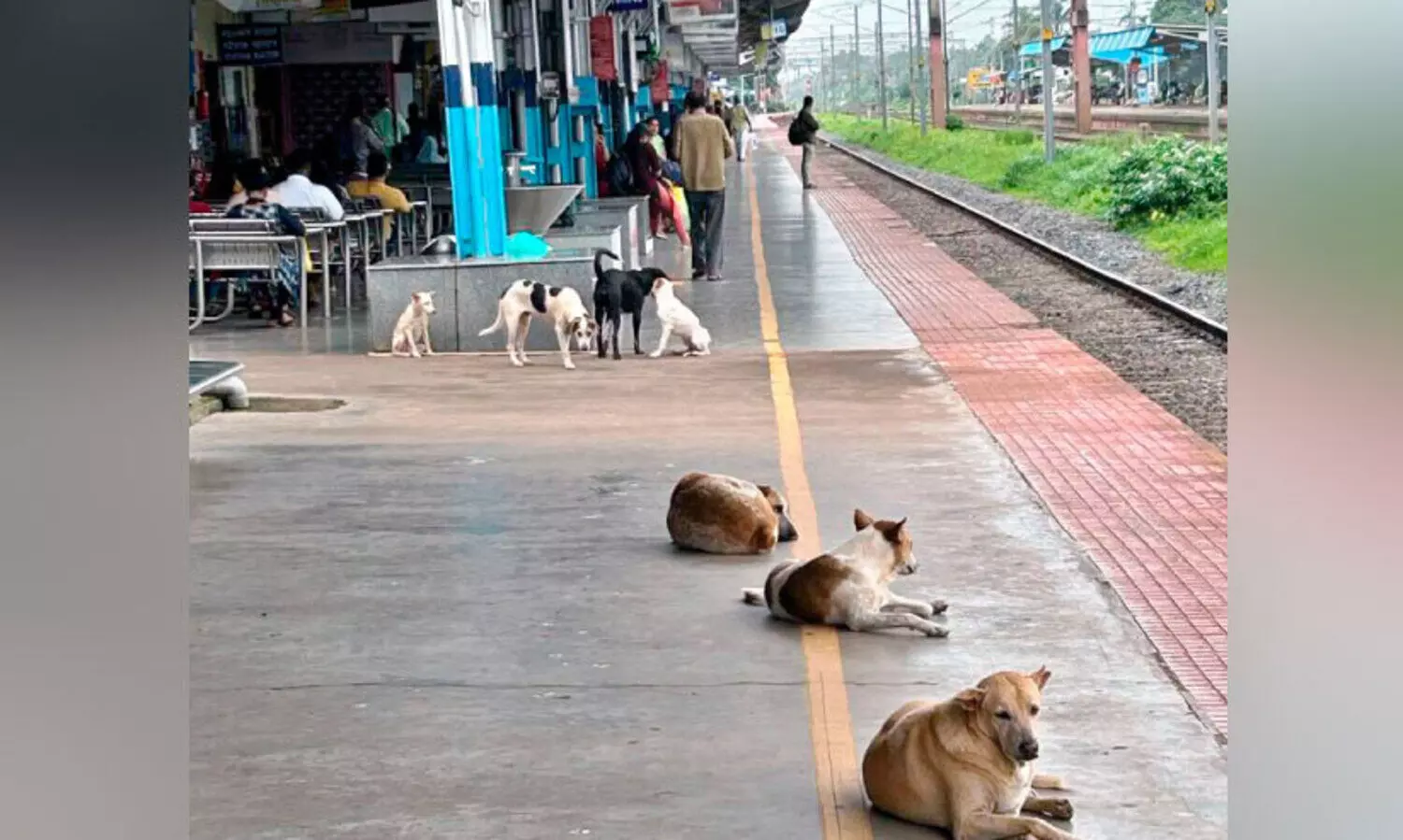 തെരുവുനായ്ക്കൾ ​ൈകയേറി കാഞ്ഞങ്ങാട് റെയിൽവേ സ്റ്റേഷൻ