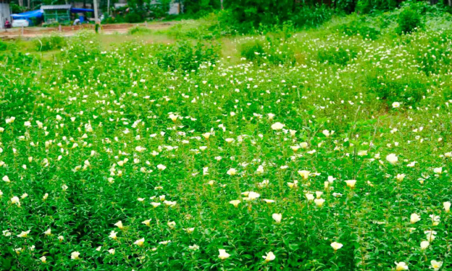 ന​യ​ന​വി​രു​ന്നൊ​രു​ക്കി പ്ര​കൃ​തി​യു​ടെ പൂ​ന്തോ​ട്ടം