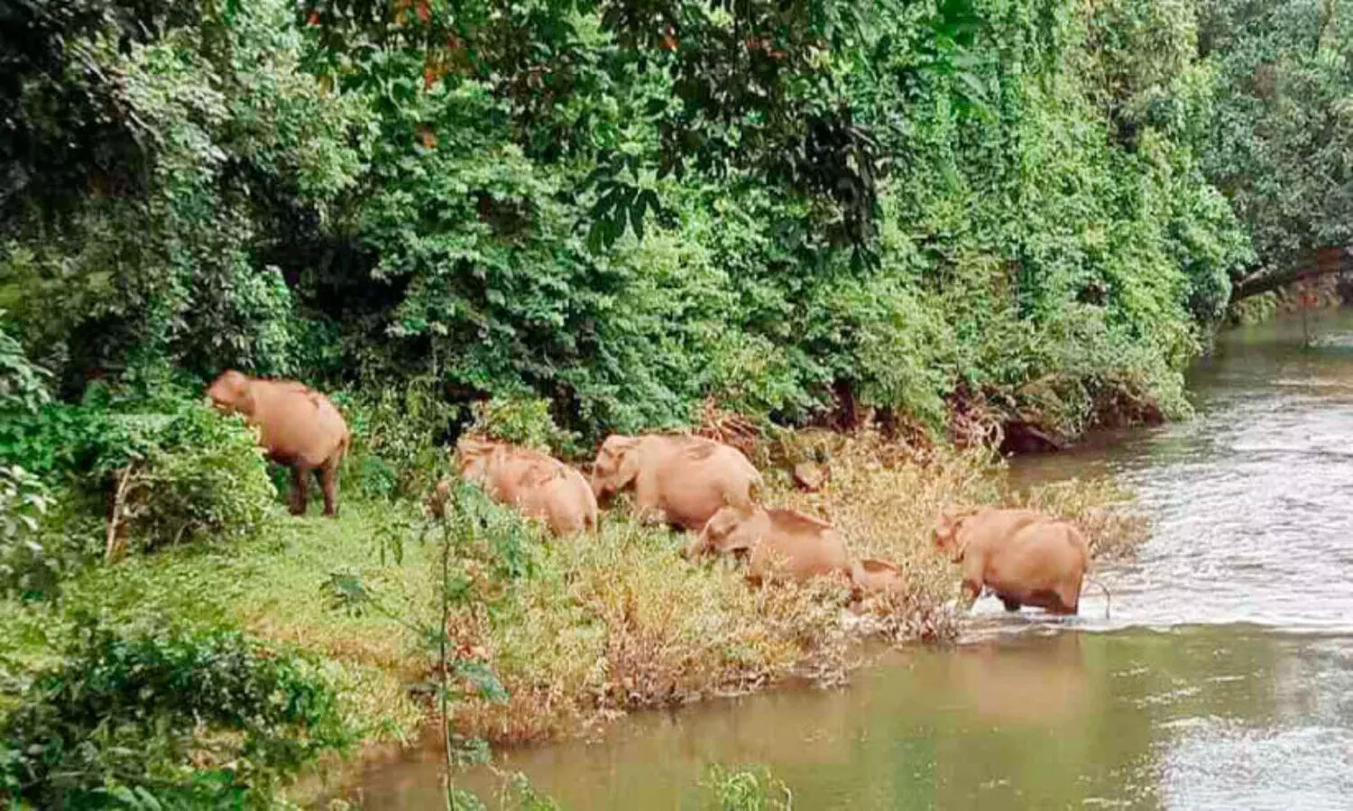 മു​പ്ലി​പ്പു​ഴ ക​ട​ന്നെ​ത്തി കാ​ട്ടാ​ന​ക്കൂ​ട്ടം