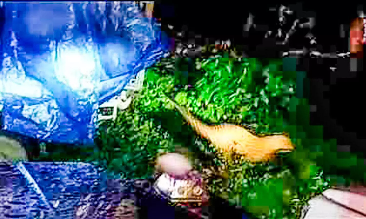 കെണിയിൽ കുടുങ്ങിയ പുലിയെ തേക്കടി വനത്തിൽ തുറന്നുവിട്ടു; മുണ്ടക്കയംകാർക്ക് ഇനി സമാധാനമായി അന്തിയുറങ്ങാം