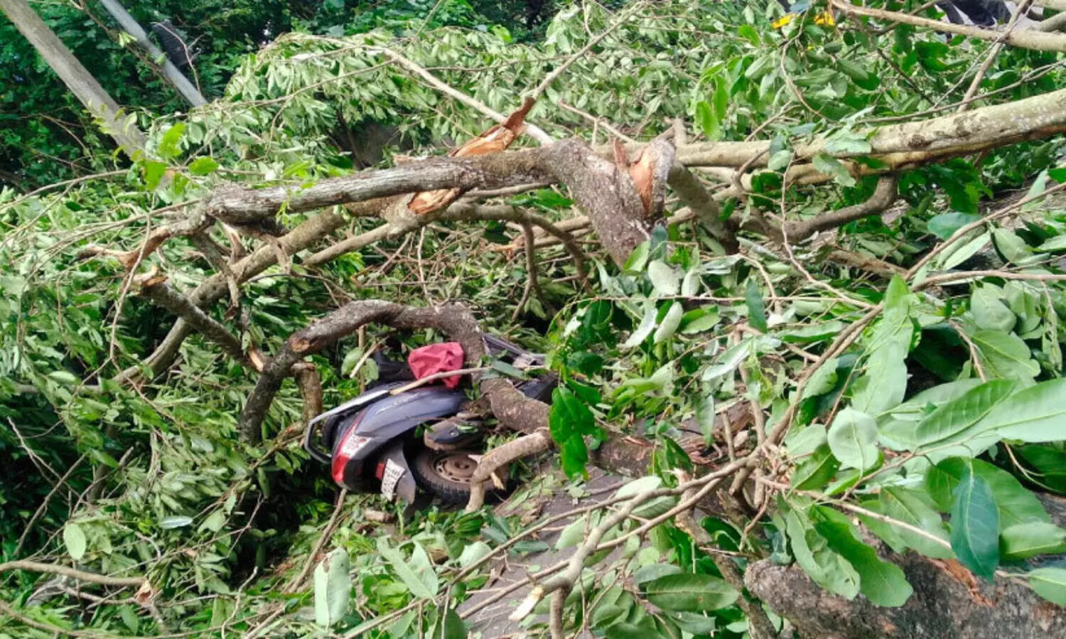 മരത്തിന്‍റെ ശിഖരം ഒടിഞ്ഞുവീണ്​ രണ്ടുപേർക്ക് പരിക്ക് നി​ലം​പൊ​ത്തി​യ​ത്