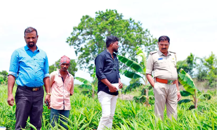 ഇഞ്ചിപ്പാടങ്ങളിൽ വ്യാപക മോഷണം ഇഞ്ചിപ്പാടങ്ങളിൽ വ്യാപക മോഷണം