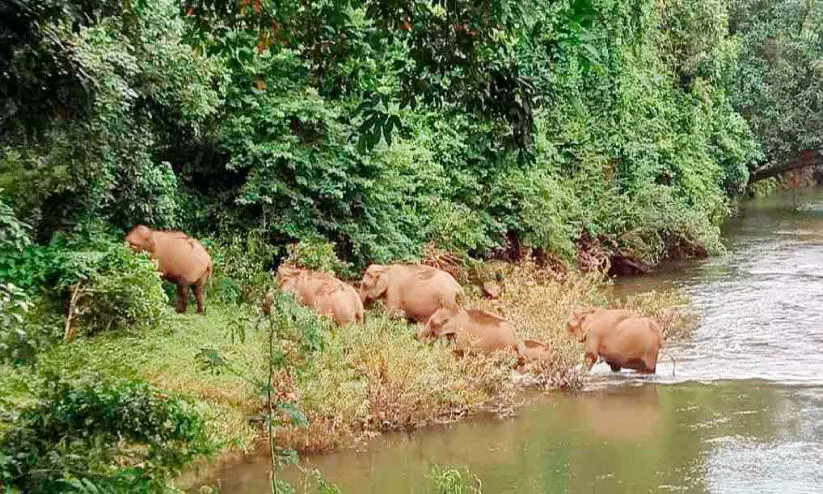 മുപ്ലിപ്പുഴ കടന്നെത്തി കാട്ടാനക്കൂട്ടം മുപ്ലിപ്പുഴ കടന്നെത്തി കാട്ടാനക്കൂട്ടം