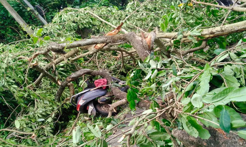 മരത്തിന്‍റെ ശിഖരം ഒടിഞ്ഞുവീണ്​ രണ്ടുപേർക്ക് പരിക്ക് നി​ലം​പൊ​ത്തി​യ​ത്