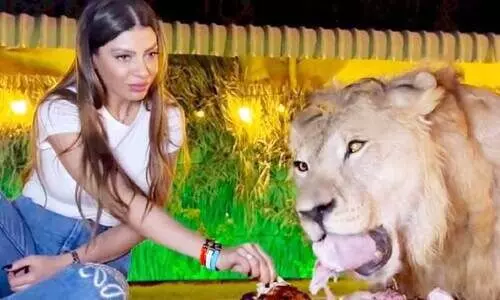 സിംഹവുമൊത്ത് യുവതിയുടെ ശാപ്പാട്; വിഡിയോ വൈറല്‍