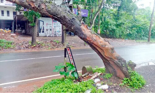 അപകട ഭീഷണിയുയർത്തി റോഡരികിലെ കൂറ്റൻ മരം
