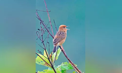 കക്കാടംപൊയിലിൽ നെൽപൊട്ടൻ ഇനത്തിൽപ്പെട്ട പക്ഷി