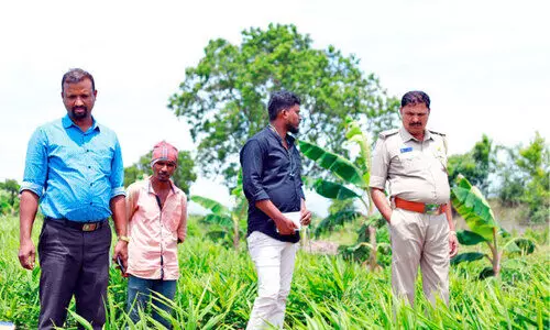 ഇഞ്ചിപ്പാടങ്ങളിൽ വ്യാപക മോഷണം
