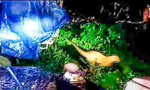 കെണിയിൽ കുടുങ്ങിയ പുലിയെ തേക്കടി വനത്തിൽ തുറന്നുവിട്ടു; മുണ്ടക്കയംകാർക്ക് ഇനി സമാധാനമായി അന്തിയുറങ്ങാം