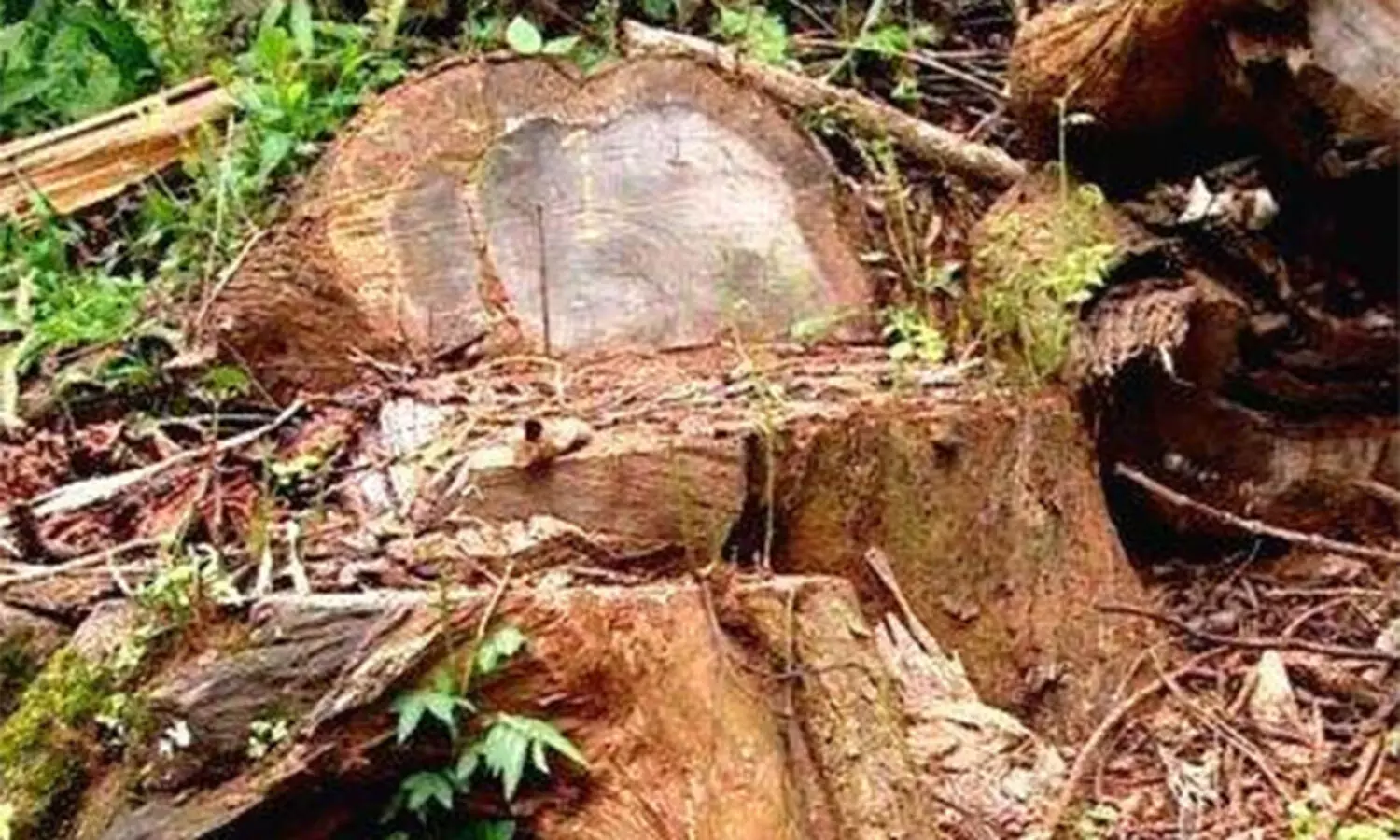 മുട്ടിൽ മരംമുറി കേസ്: വില്ലേജോഫീസിൽ സമർപ്പിച്ച അപേക്ഷകളും വ്യാജമെന്ന് കണ്ടെത്തി