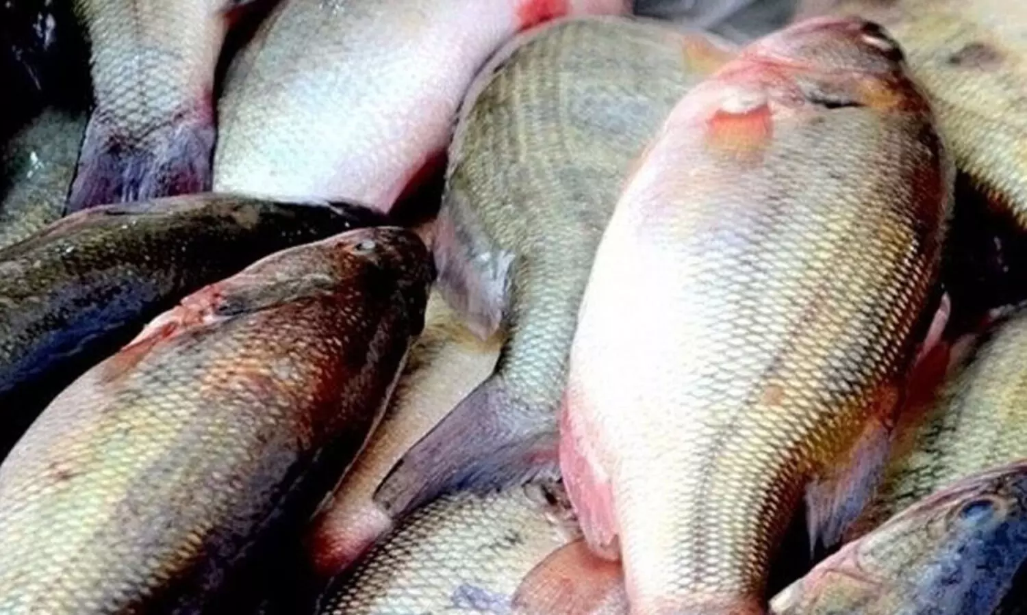 50 ദിവസത്തിനിടെ സംസ്ഥാനത്ത് പിടികൂടിയത് 5000 കിലോ കേടായ മത്സ്യം