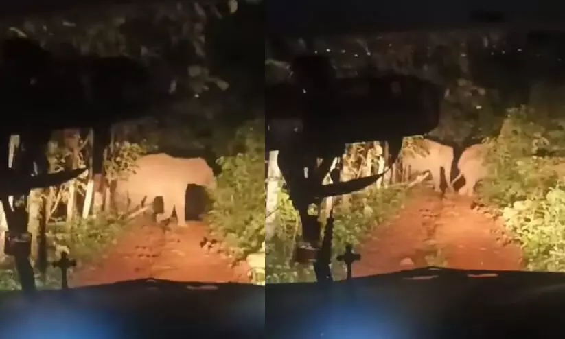 wild elephant wild elephant