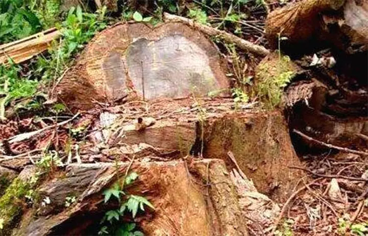 മുട്ടിൽ മരംമുറി കേസ്: വില്ലേജോഫീസിൽ സമർപ്പിച്ച അപേക്ഷകളും വ്യാജമെന്ന് കണ്ടെത്തി