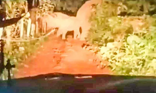 കാട്ടാനക്കൂട്ടം സജീവം, ഭീതിവിട്ടൊഴിയാതെ മലയോരനാട്